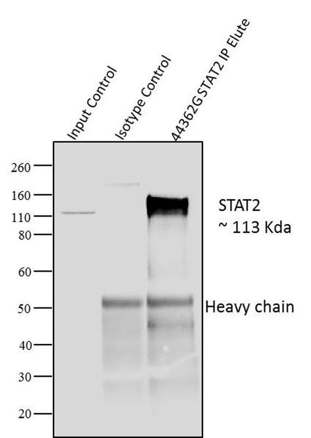 STAT2 Antibody in Immunoprecipitation (IP)