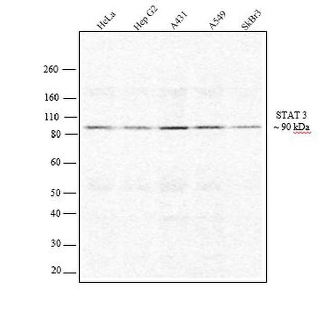 STAT3 Antibody in Western Blot (WB)