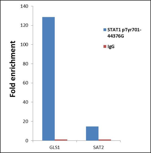 Phospho-STAT1 (Tyr701) Antibody