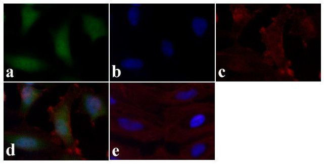 Phospho-STAT1 (Tyr701) Antibody in Immunocytochemistry (ICC/IF)