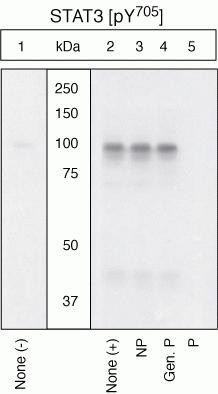 Phospho-STAT3 (Tyr705) Antibody in Western Blot (WB)