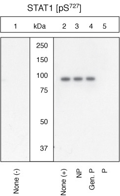 Phospho-STAT1 (Ser727) Antibody in Western Blot (WB)