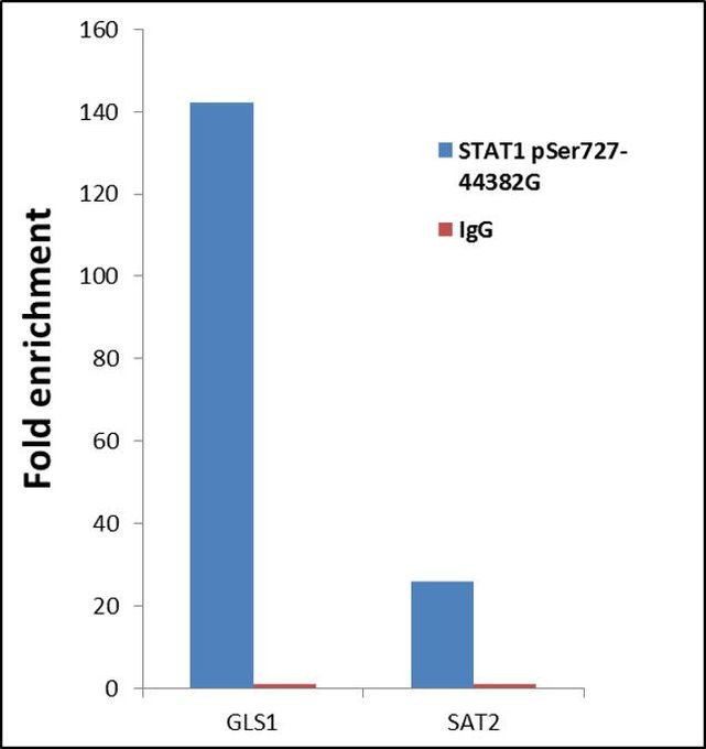 Phospho-STAT1 (Ser727) Antibody