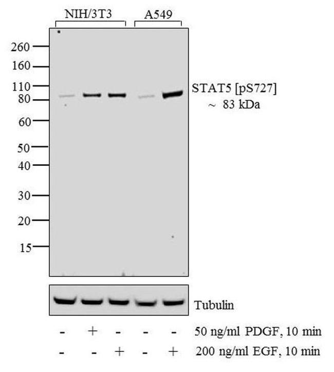 Phospho-STAT3 (Ser727) Antibody in Western Blot (WB)