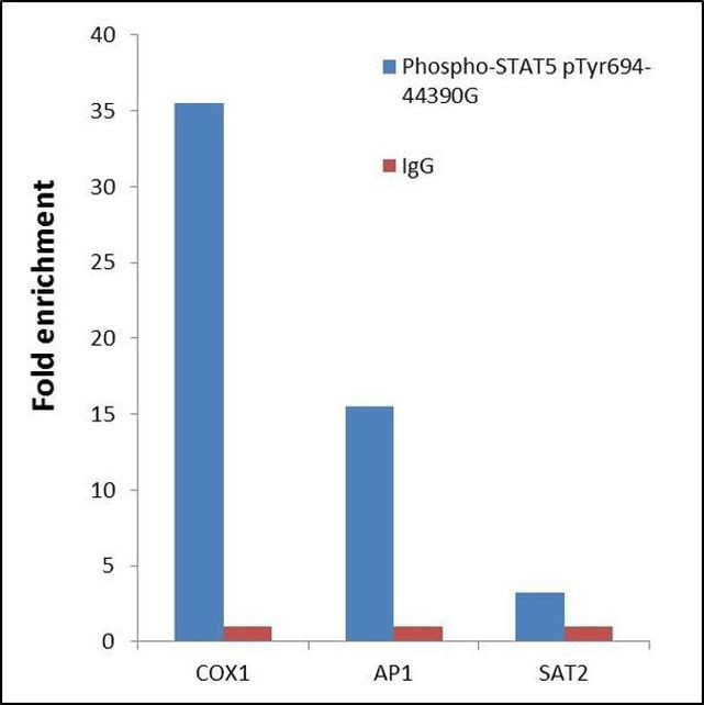 Phospho-STAT5 alpha (Tyr694) Antibody