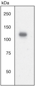 JAK2 Antibody in Western Blot (WB)