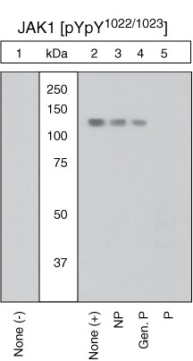 Phospho-JAK1 (Tyr1022, Tyr1023) Antibody in Western Blot (WB)