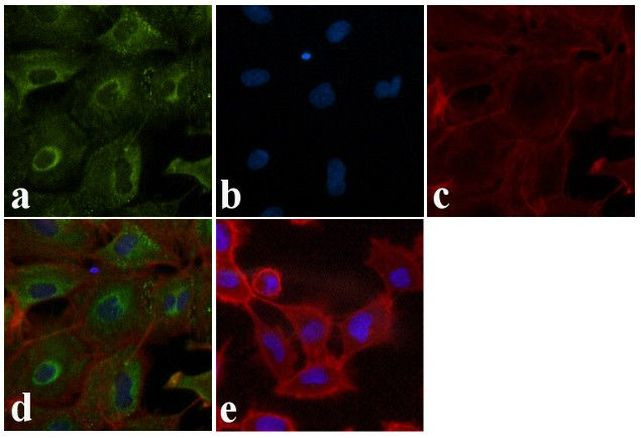 BID p15 Antibody in Immunocytochemistry (ICC/IF)