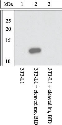 BID p15 Antibody in Western Blot (WB)