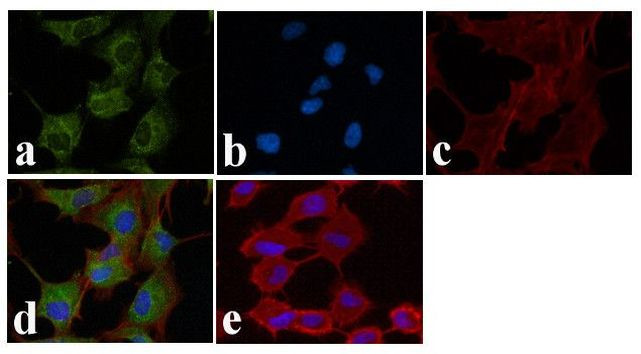 BID p15 Antibody in Immunocytochemistry (ICC/IF)