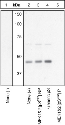 Phospho-MEK1/MEK2 (Ser222) Antibody in Western Blot (WB)