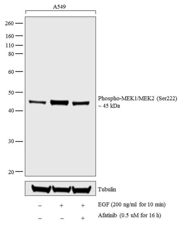 Phospho-MEK1/MEK2 (Ser222) Antibody in Western Blot (WB)