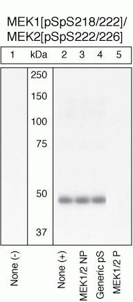 Phospho-MEK1/MEK2 (Ser218, Ser222, Ser226) Antibody in Western Blot (WB)