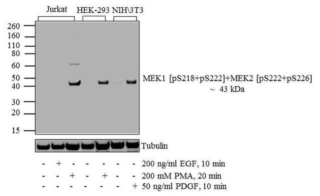Phospho-MEK1/MEK2 (Ser218, Ser222, Ser226) Antibody in Western Blot (WB)