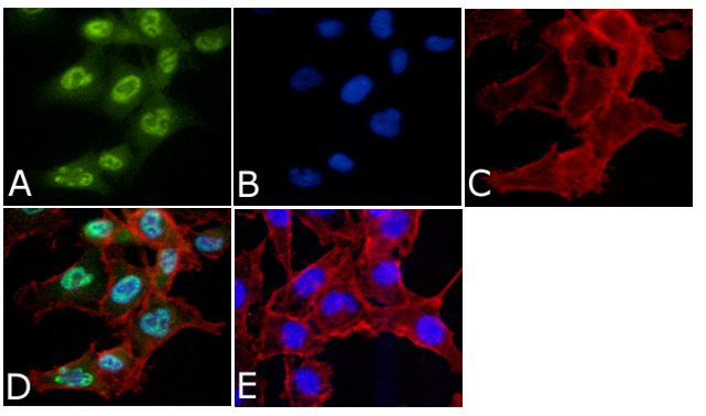 Phospho-MEK1/MEK2 (Ser218, Ser222, Ser226) Antibody in Immunocytochemistry (ICC/IF)