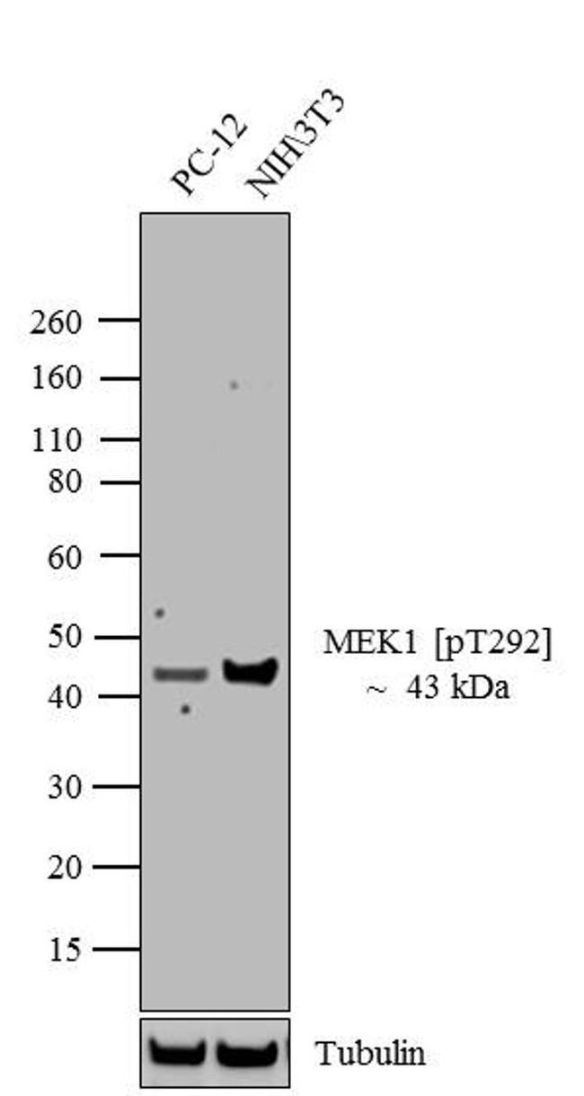 Phospho-MEK1 (Thr292) Antibody in Western Blot (WB)