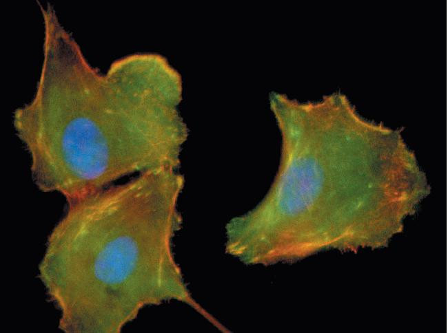 Phospho-MEK1 (Ser298) Antibody in Immunocytochemistry (ICC/IF)