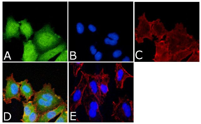 Phospho-MEK1 (Ser298) Antibody in Immunocytochemistry (ICC/IF)