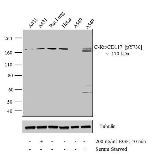 Phospho-c-Kit (Tyr730) Antibody in Western Blot (WB)