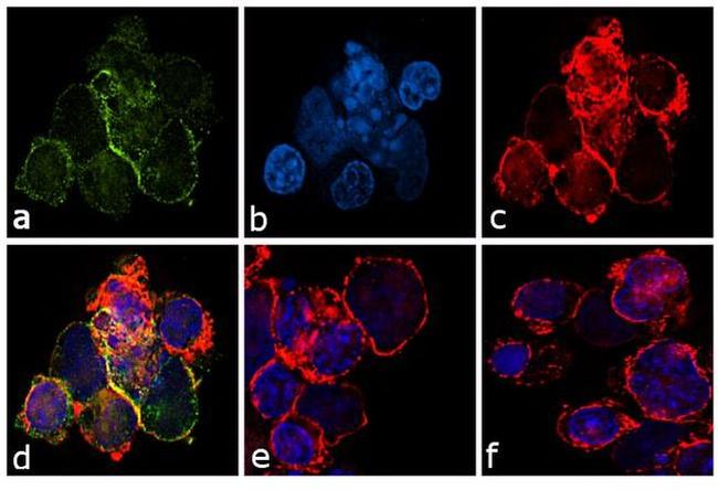 Phospho-c-Kit (Tyr823) Antibody