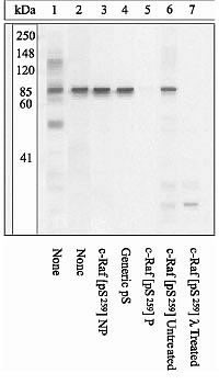 Phospho-c-Raf (Ser259) Antibody in Immunoprecipitation (IP)