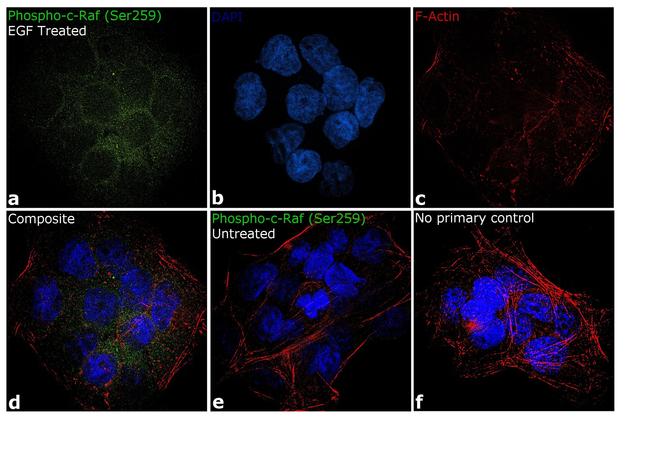 Phospho-c-Raf (Ser259) Antibody