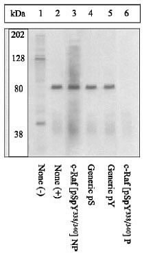 Phospho-c-Raf (Ser338, Tyr340) Antibody in Immunoprecipitation (IP)