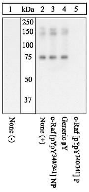 Phospho-c-Raf (Tyr340, Tyr341) Antibody in Western Blot (WB)