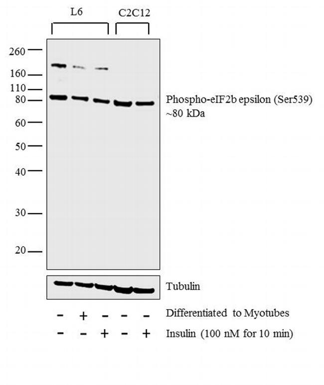 Phospho-eIF2b epsilon (Ser539) Antibody