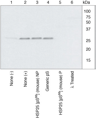 Phospho-HSP25 (Ser86) Antibody in Western Blot (WB)