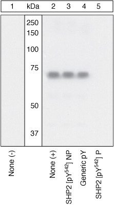 Phospho-SHP2 (Tyr542) Antibody in Western Blot (WB)