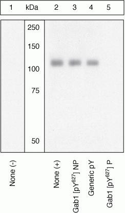 Phospho-GAB1 (Tyr627) Antibody in Western Blot (WB)