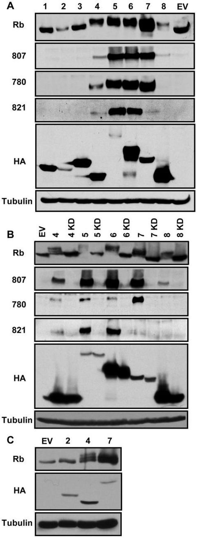 Phospho-Rb (Thr821) Antibody in Western Blot (WB)