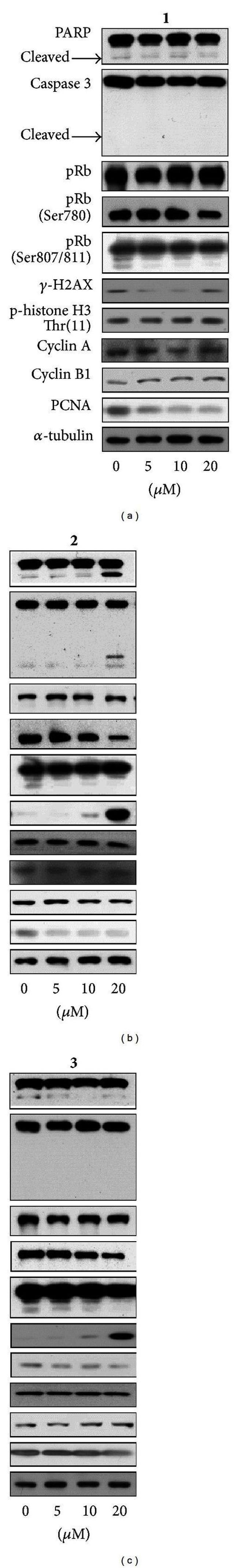 Phospho-Rb (Thr821) Antibody in Western Blot (WB)