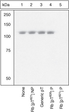 Phospho-Rb (Thr821) Antibody in Western Blot (WB)