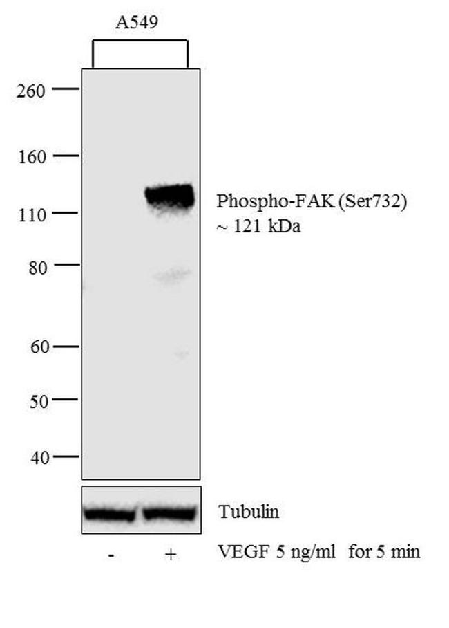 Phospho-FAK (Ser732) Antibody in Western Blot (WB)