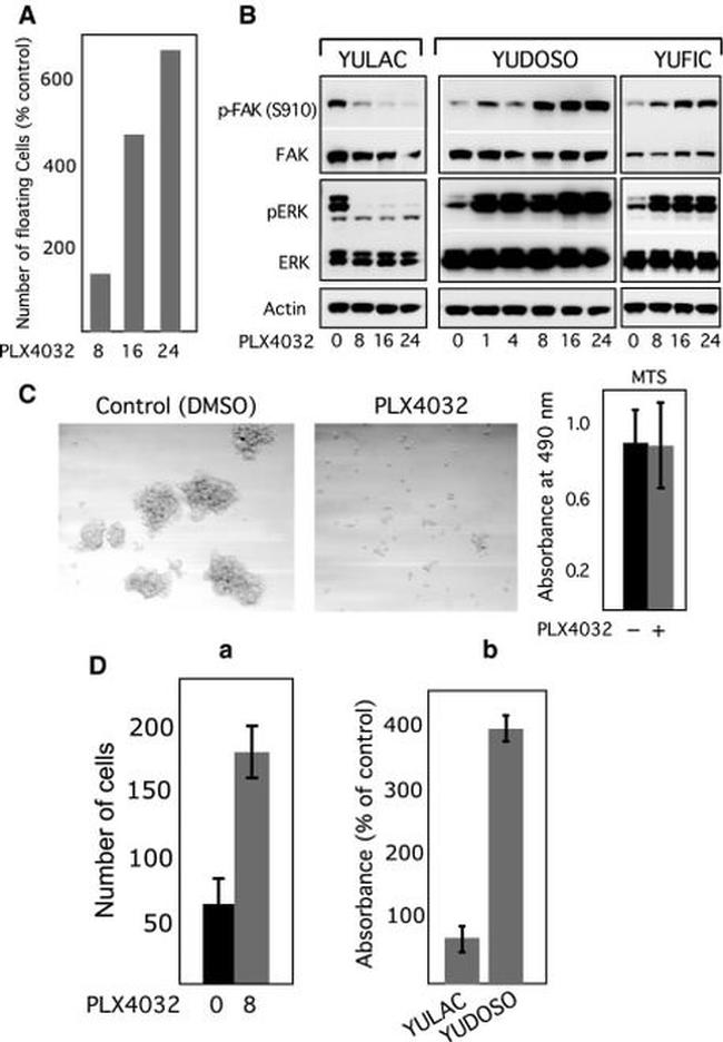 Phospho-FAK (Ser910) Antibody in Western Blot (WB)