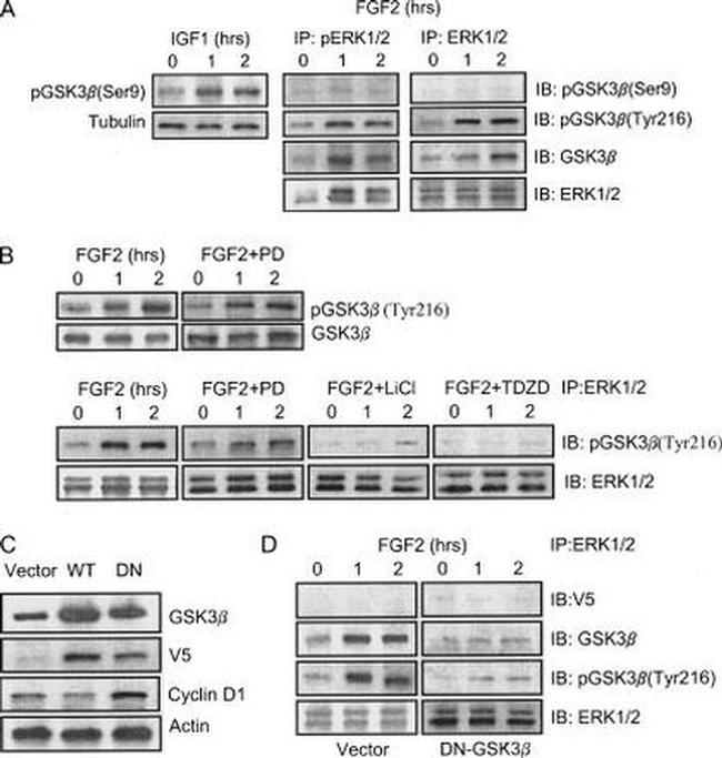 Phospho-GSK3B (Tyr216, Tyr279) Antibody in Western Blot (WB)