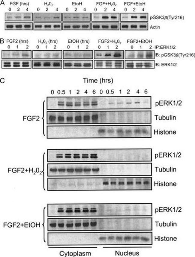 Phospho-GSK3B (Tyr216, Tyr279) Antibody in Western Blot (WB)