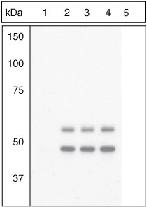 Phospho-GSK3B (Tyr216, Tyr279) Antibody in Western Blot (WB)