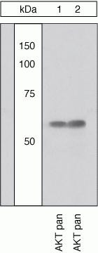 AKT Pan Antibody in Western Blot (WB)