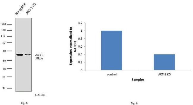 AKT Pan Antibody in Western Blot (WB)