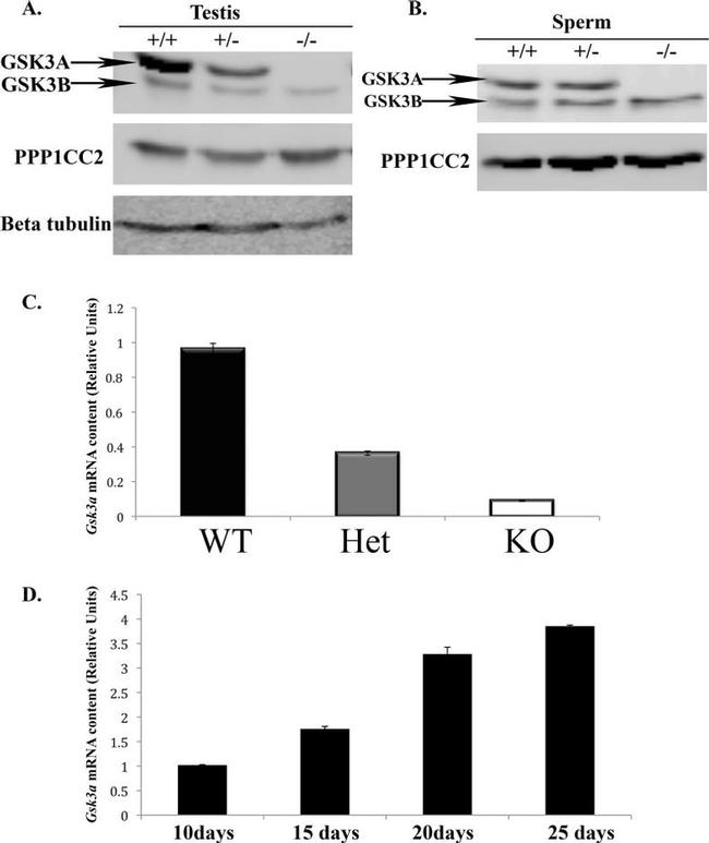 GSK3 alpha/beta Antibody in Western Blot (WB)