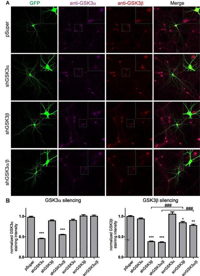 GSK3 alpha/beta Antibody in Immunocytochemistry (ICC/IF)