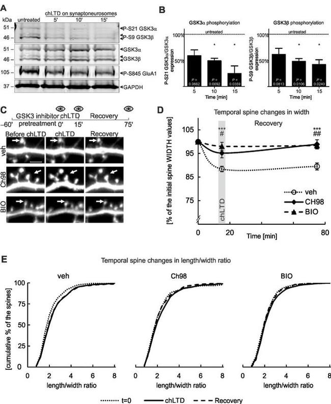 GSK3 alpha/beta Antibody in Western Blot (WB)