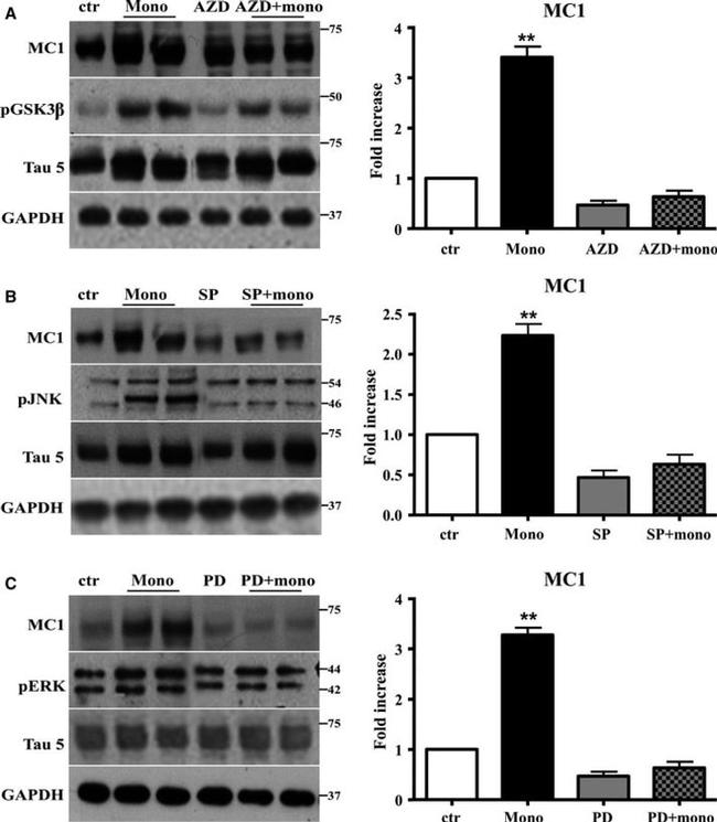 GSK3 alpha/beta Antibody in Western Blot (WB)