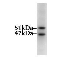 GSK3 alpha/beta Antibody in Western Blot (WB)