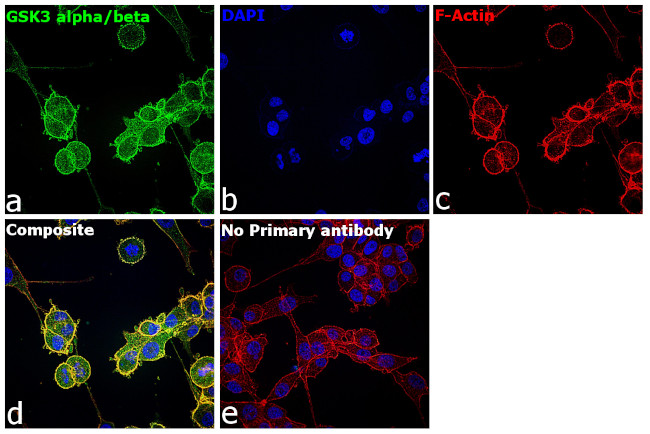 GSK3 alpha/beta Antibody in Immunocytochemistry (ICC/IF)