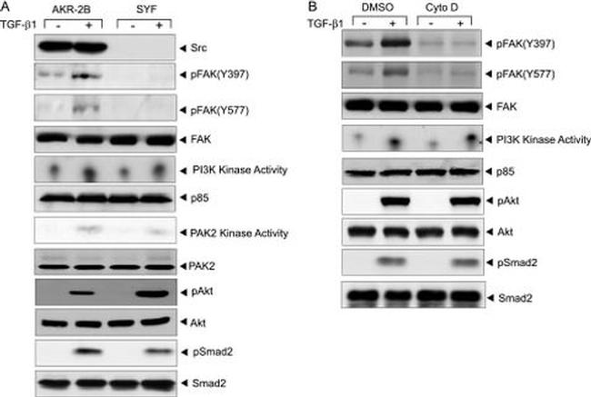 Phospho-FAK (Tyr577) Antibody in Western Blot (WB)