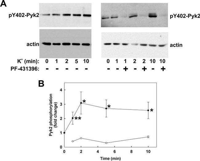 Phospho-PYK2 (Tyr402) Antibody in Western Blot (WB)